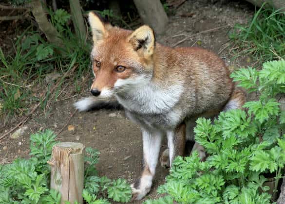 動物図鑑・アカギツネ